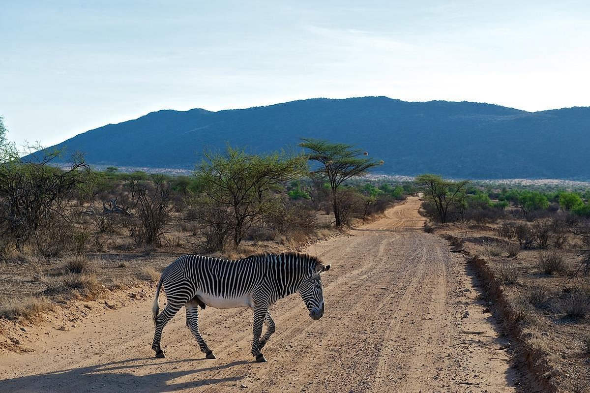 Samburu Intrepids Tented Camp - Samburu hotel view 5